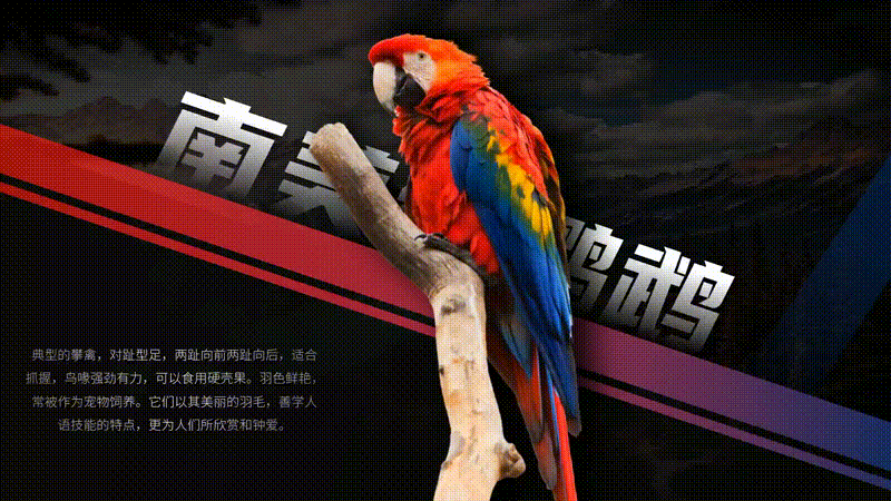 ppt自动翻转怎么设置