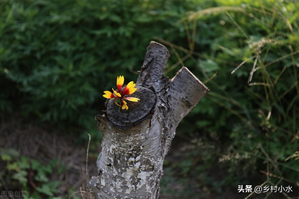 喜上眉梢的意思是什么(喜上眉梢含义及寓意详解) 第4张 喜上眉梢的意思是什么(喜上眉梢含义及寓意详解) 第4张