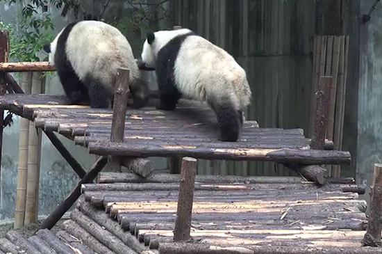 成都有什么好玩的地方 第3张