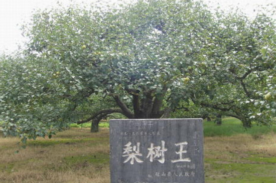 砀山县属于哪个市 第3张