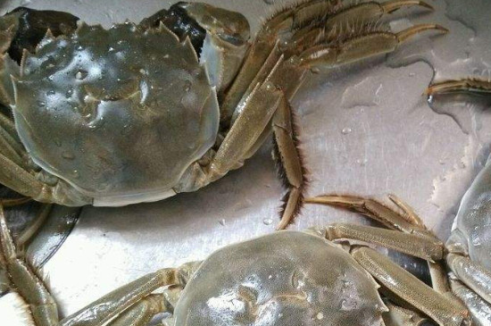 三门青蟹怎么保存不会死 第7张