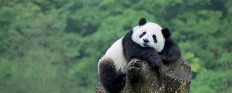熊猫为什么容易吃幼崽 第1张