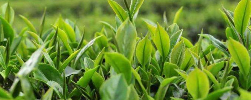 茶叶过了保质期还能喝吗 第1张
