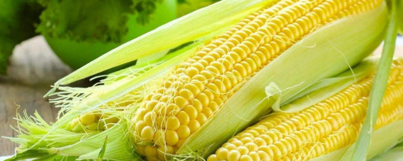 玉米叶属于什么垃圾 第1张