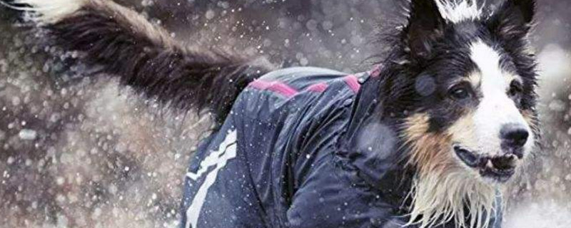下雨天怎么遛狗 第1张