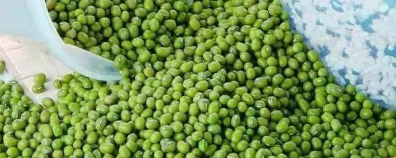 煮绿豆汤的正确方法（电饭高压锅煮绿豆汤的正确方法） 第1张