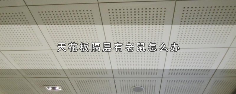 天花板隔层有老鼠怎么办 第1张