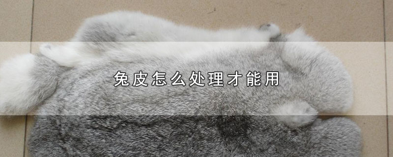 兔皮怎么处理才能用（兔皮如何处理才能使用） 第1张