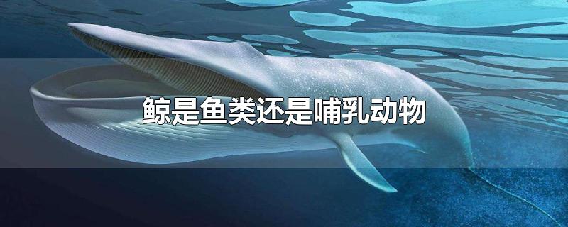 鲸是鱼类还是哺乳动物（鲸其实不属于鱼类而是什么动物） 第1张