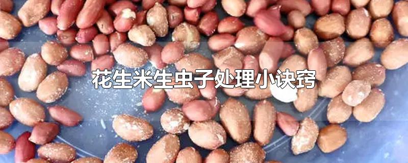 花生米生虫子处理小诀窍（花生米生虫子用开水煮或油炸还能吃吗） 第1张