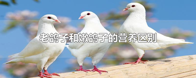 老鸽子和嫩鸽子的营养区别详解（老鸽子和嫩鸽子哪个营养价值高） 第1张