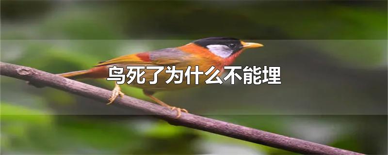 鸟死了为什么不能埋（鸟死了为何不能埋） 第1张