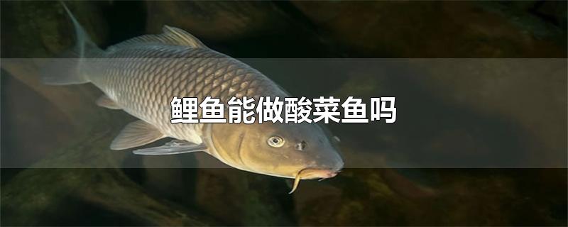 鲤鱼能做酸菜鱼吗（鲤鱼为什么不适合做酸菜鱼） 第1张