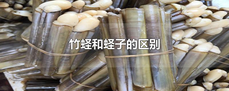 竹蛏和蛏子的区别（竹节蛏和普通的蛏子有什么区别） 第1张