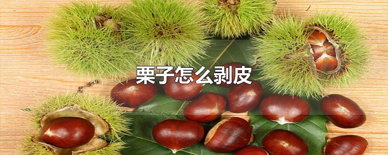 栗子怎么剥皮（板栗要怎么晾晒） 第1张