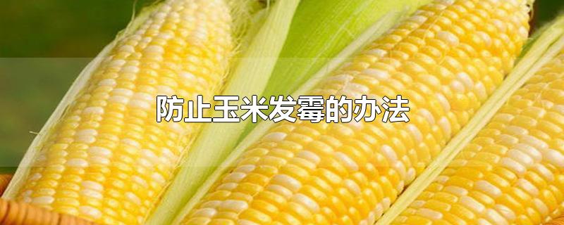 防止玉米发霉的办法（玉米如何储存不发霉） 第1张