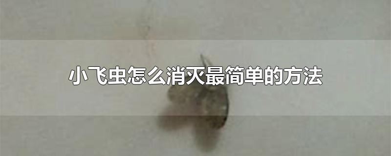 小飞虫怎么消灭最简单的方法（驱赶小飞虫最简单实用的办法小窍门） 第1张
