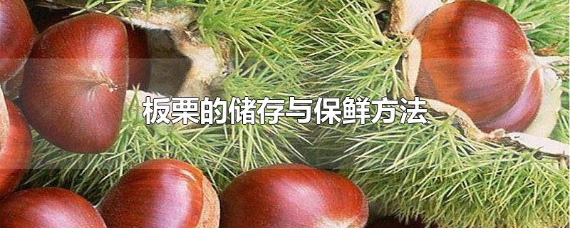 板栗的储存与保鲜方法（怎么储存和保鲜板栗） 第1张