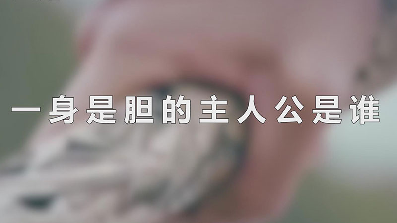 一身是胆的主人公是谁（一身是胆说的是谁） 第1张