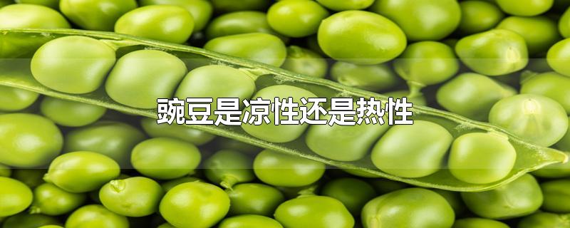 豌豆是凉性还是热性 第1张