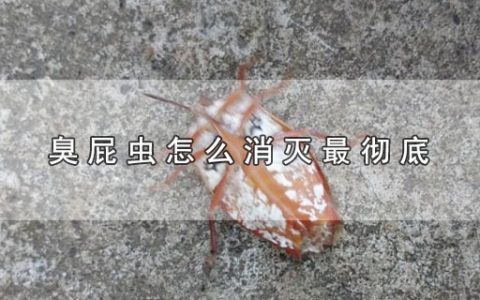 臭屁虫怎么消灭最彻底（臭屁虫如何消灭最彻底）
