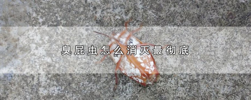臭屁虫怎么消灭最彻底 第1张