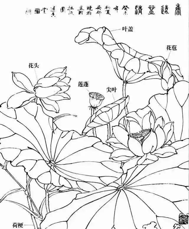 自学工笔：荷花。一看就会系列 第7张