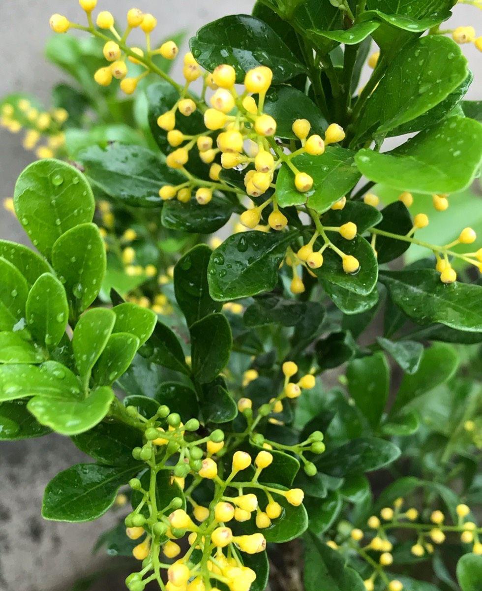 养好米兰花，少不了“4步”，花多味香花色金黄，花期更长 第1张