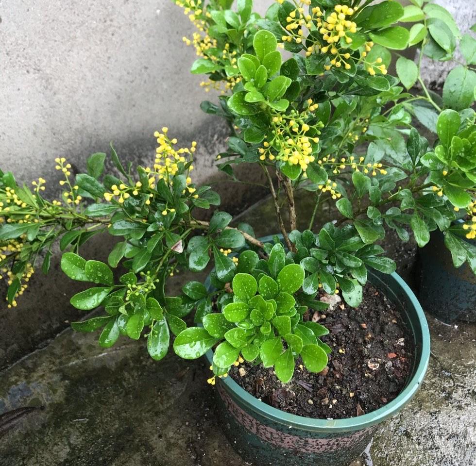养好米兰花，少不了“4步”，花多味香花色金黄，花期更长 第3张