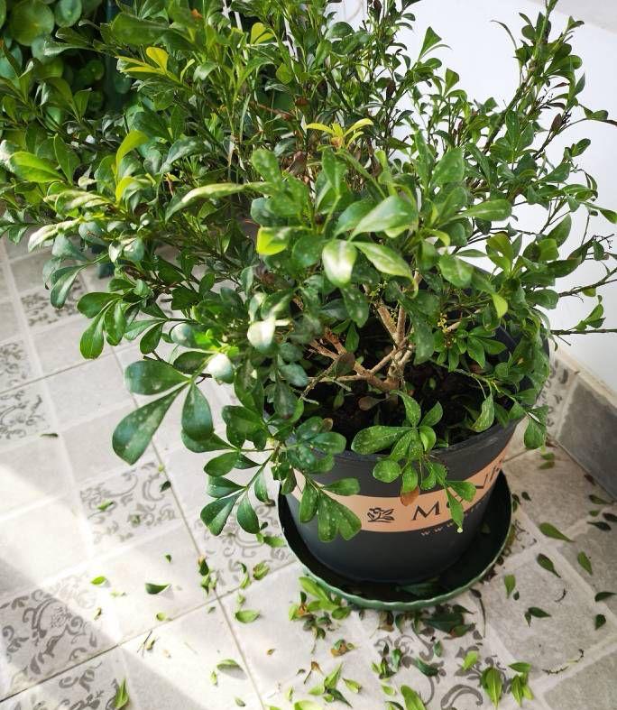 养好米兰花，少不了“4步”，花多味香花色金黄，花期更长 第7张