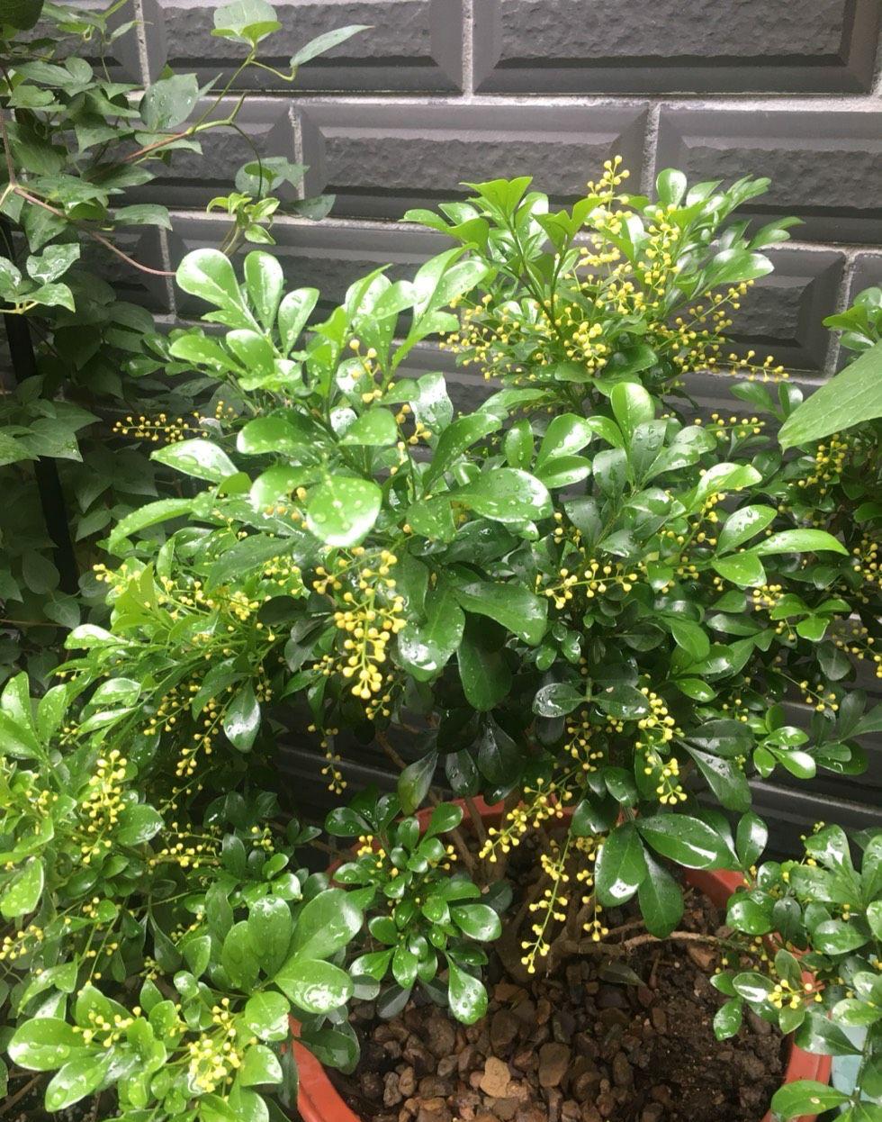 养好米兰花，少不了“4步”，花多味香花色金黄，花期更长 第9张