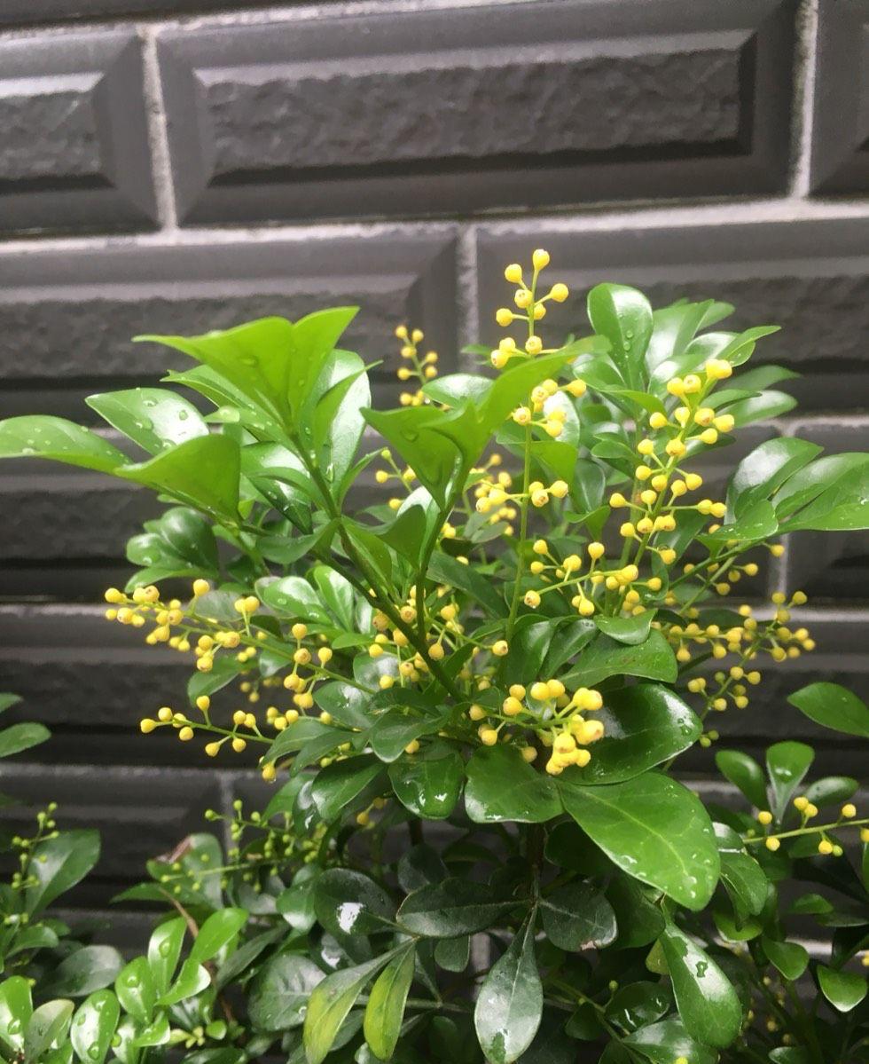 养好米兰花，少不了“4步”，花多味香花色金黄，花期更长 第11张
