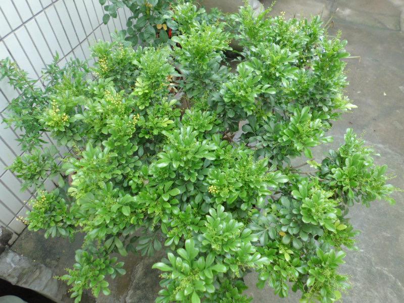 养好米兰花，少不了“4步”，花多味香花色金黄，花期更长 第13张