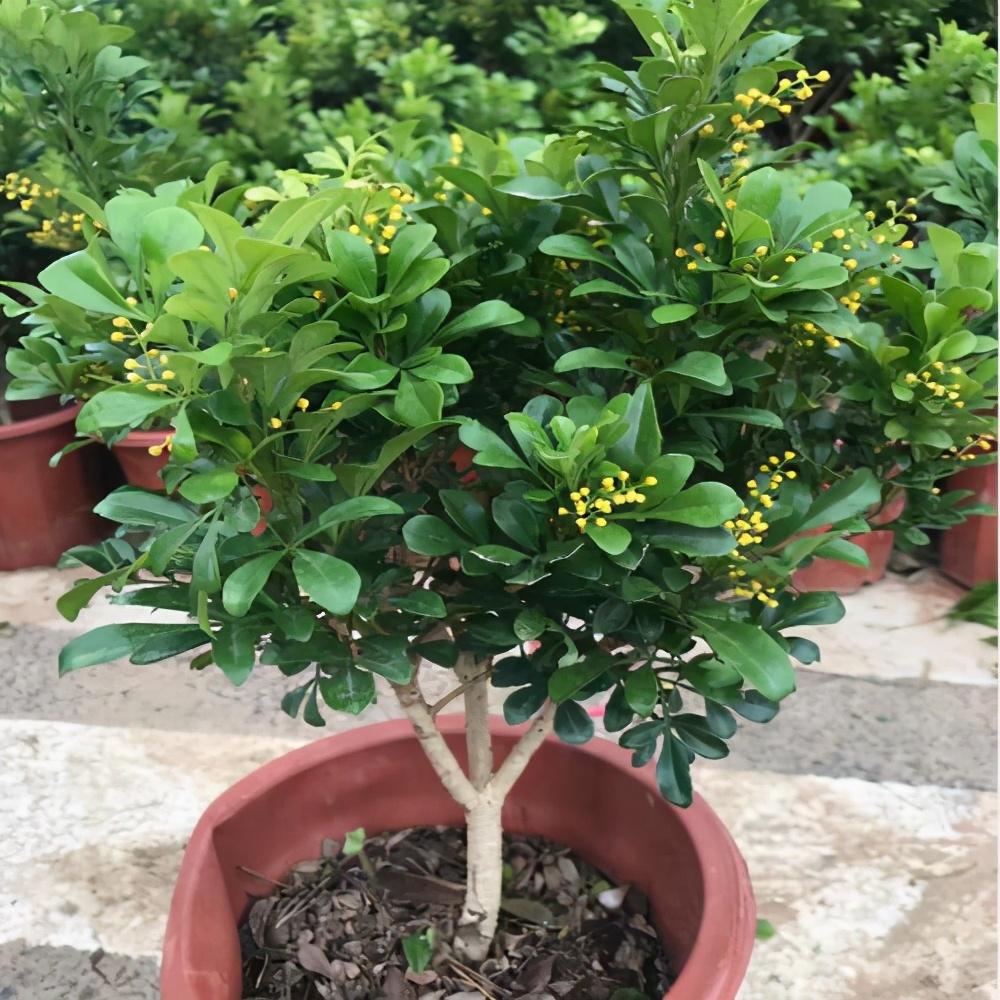 养好米兰花，少不了“4步”，花多味香花色金黄，花期更长 第15张