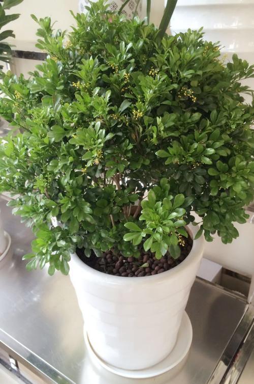 养好米兰花，少不了“4步”，花多味香花色金黄，花期更长 第17张