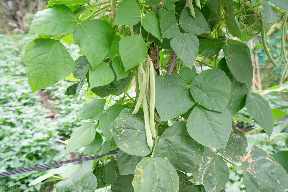 如何种植四季豆 第1张