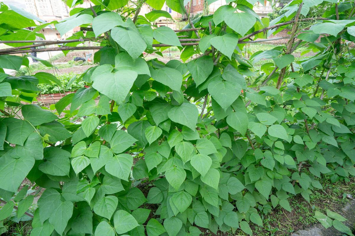 如何种植四季豆 第5张