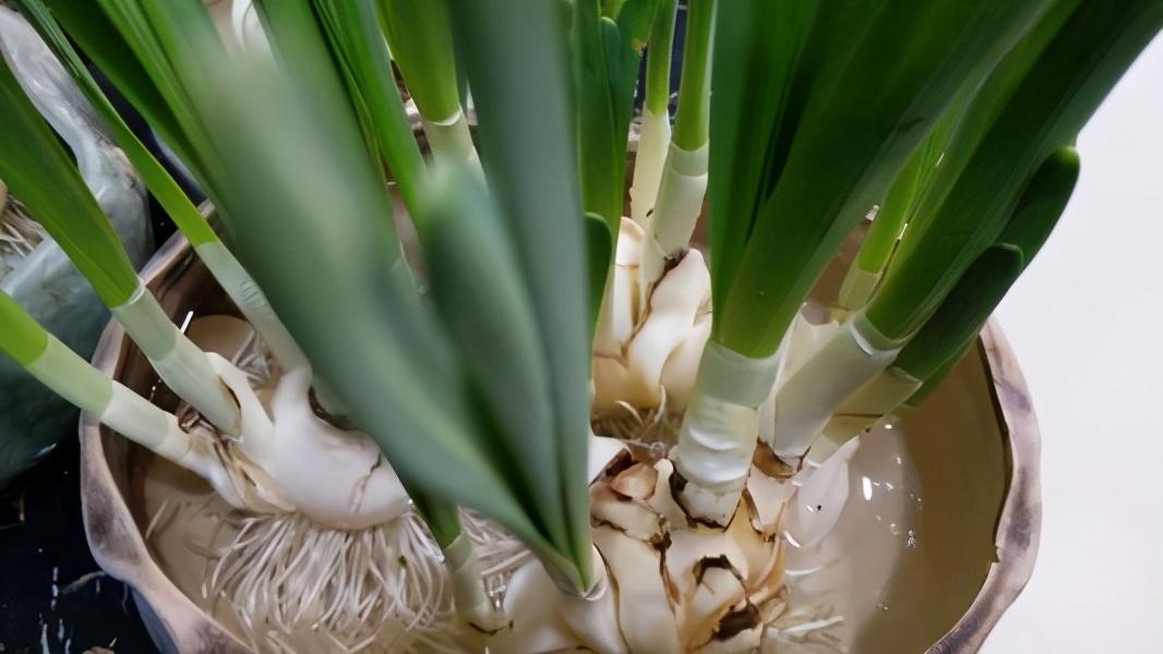水仙花开败后不要丢，这样处理一下，还能二次开花 第5张