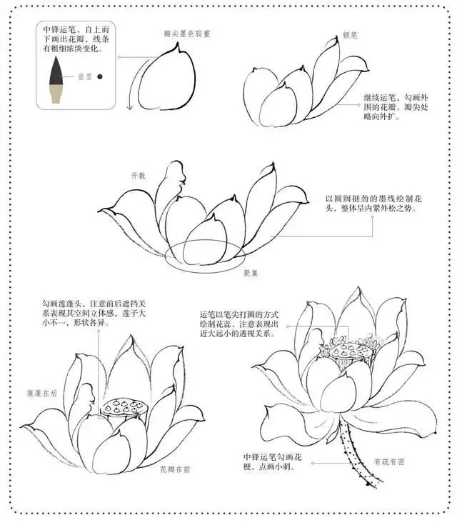自学工笔：荷花。一看就会系列 第31张