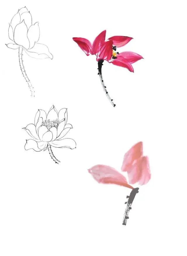 自学工笔：荷花。一看就会系列 第29张