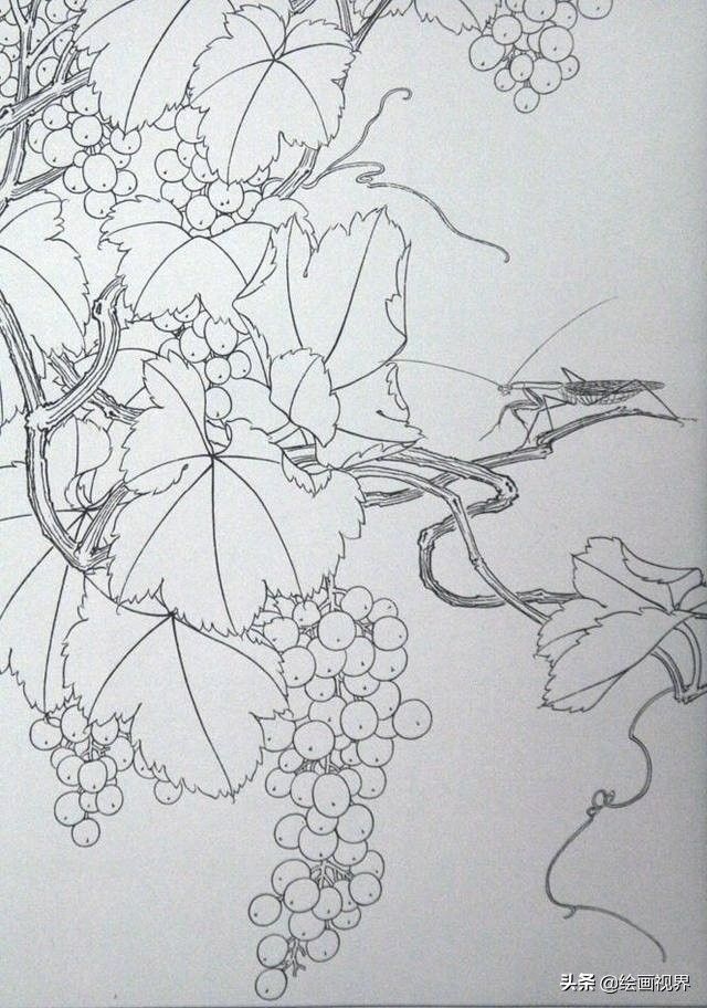 初学者怎么正确画？快把这些难得一见的线稿收藏起来，全部画一遍 第1张