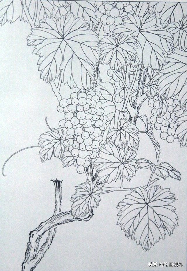初学者怎么正确画？快把这些难得一见的线稿收藏起来，全部画一遍 第9张