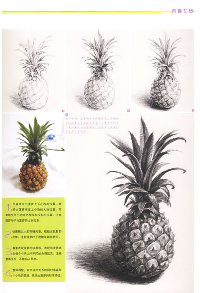 素描菠萝 第1张