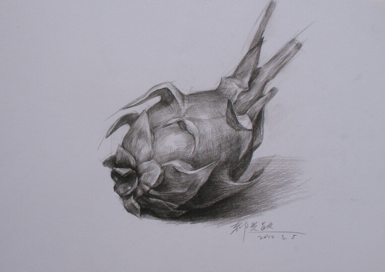 素描火龙果 第1张