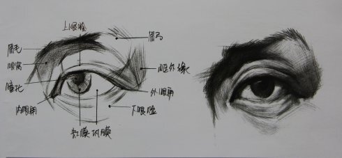 素描眼睛的形体结构及明暗处理 第1张