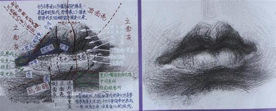 素描嘴巴结构分析 第1张