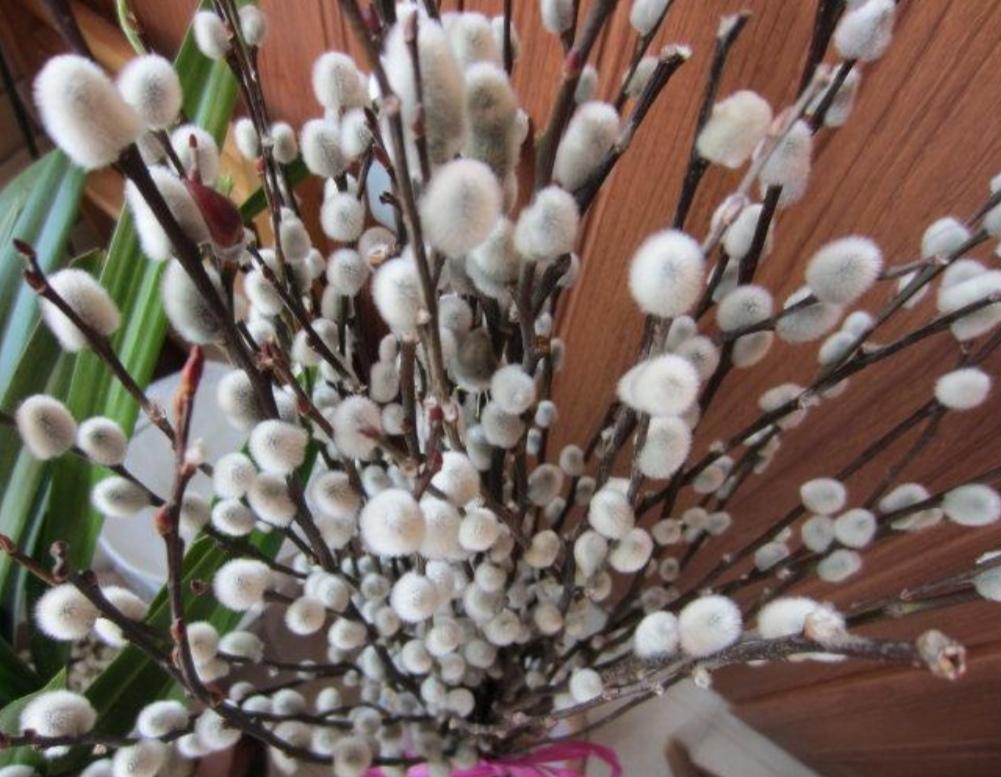 春节买把银柳枝，干插到花瓶里，不用养护，能观赏半年 第4张