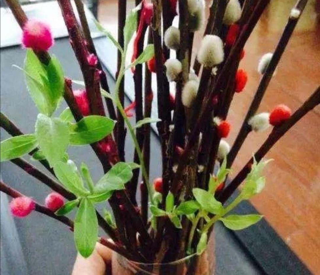 春节买把银柳枝，干插到花瓶里，不用养护，能观赏半年 第6张