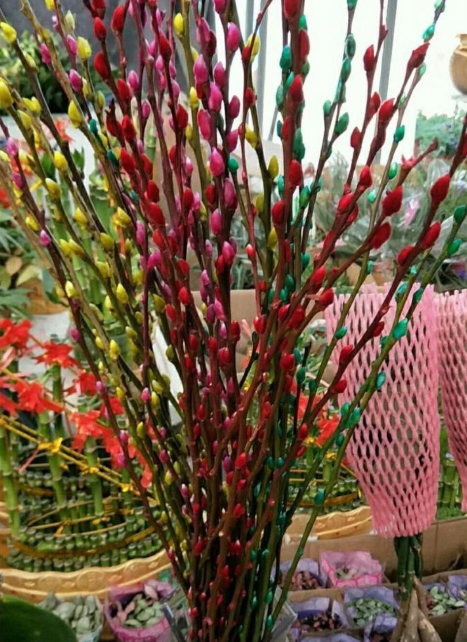 春节买把银柳枝，干插到花瓶里，不用养护，能观赏半年 第12张