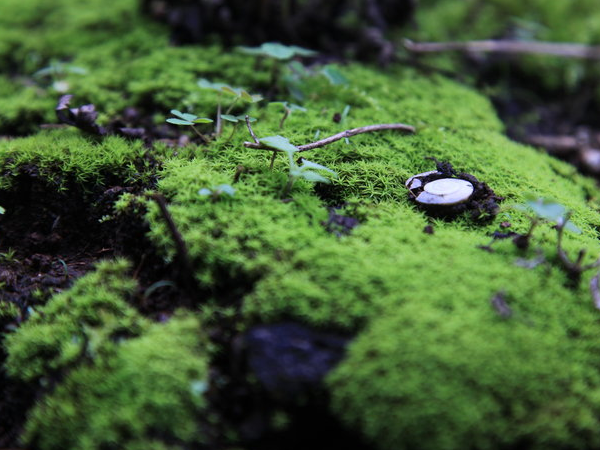 青苔怎么养 第3张